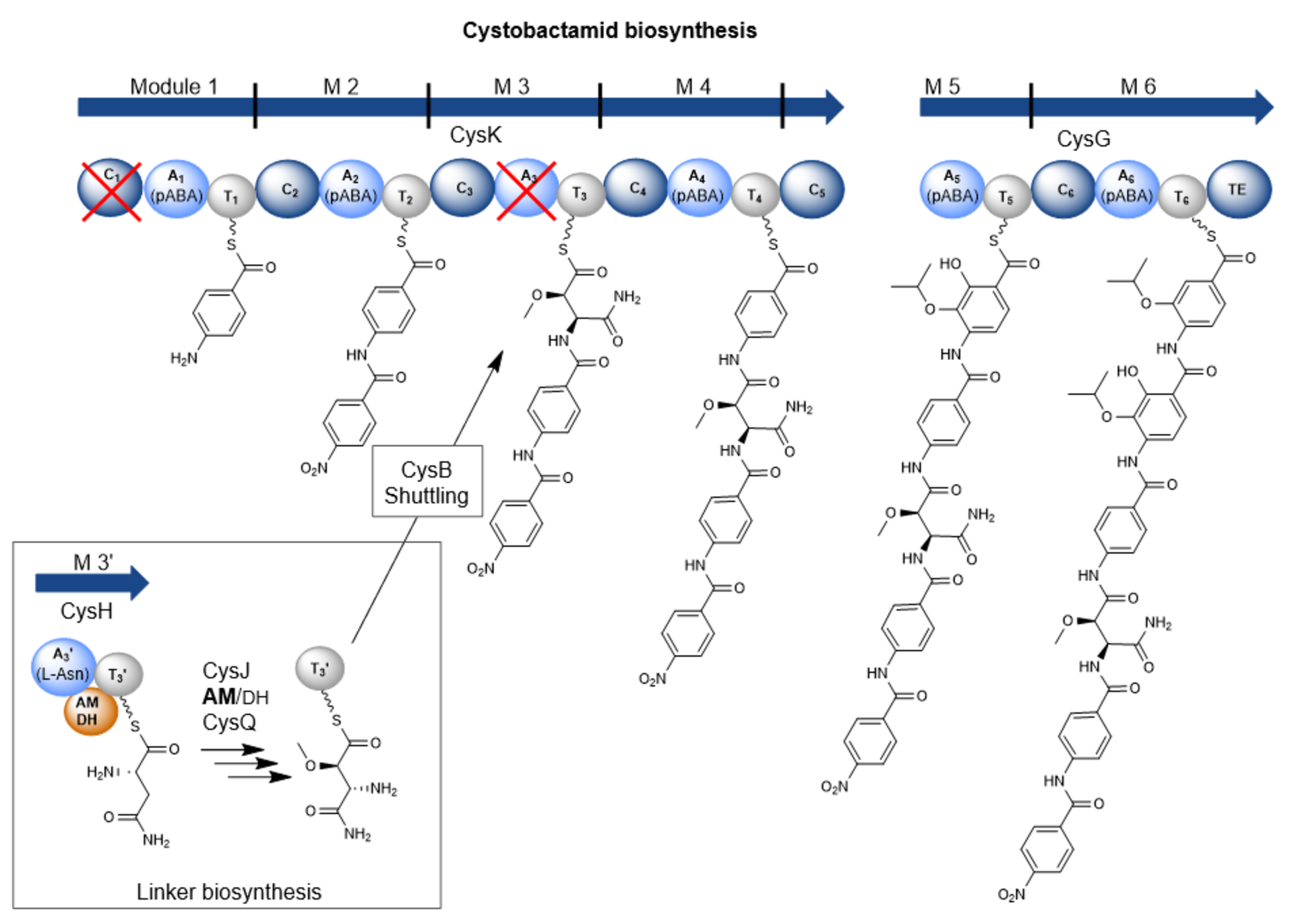 Schematische Darstellung der Cystobactamid-Bioynthese