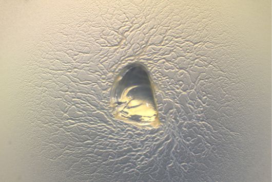 myxobacterium Cystobacterineae