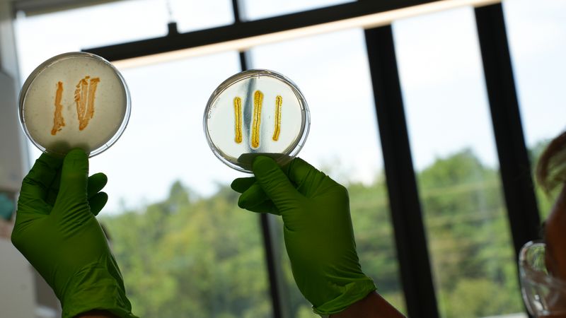 Two petri dishes containing myxobacteria are held aloft, one in each hand