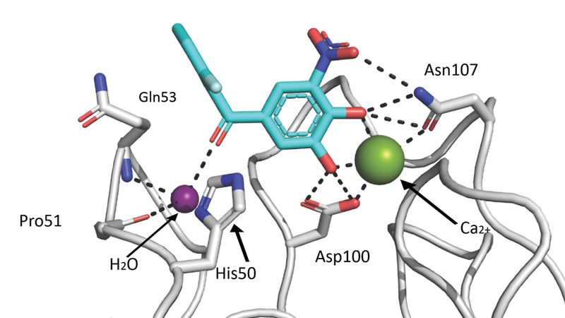 Kristallstruktur zwischen LecA und Tolcapon.