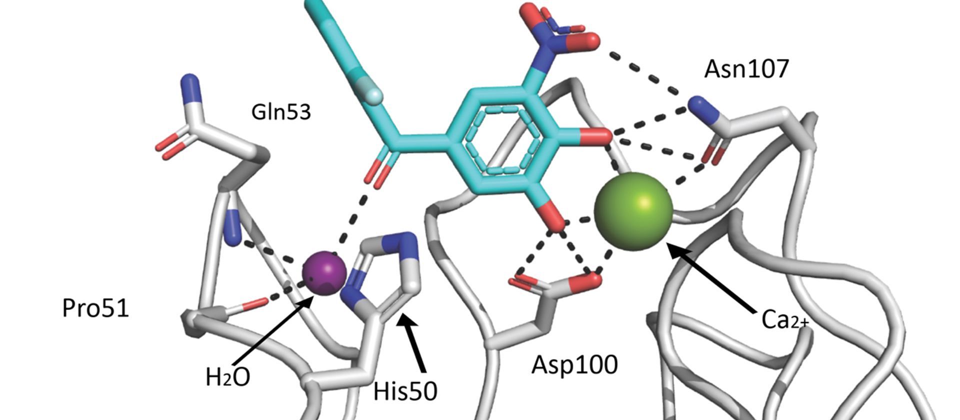 Crystal structure of LecA and tolcapone.