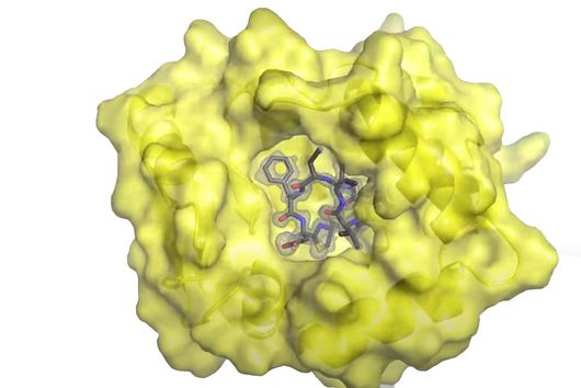 Schaubild eines Enzyms in gelb