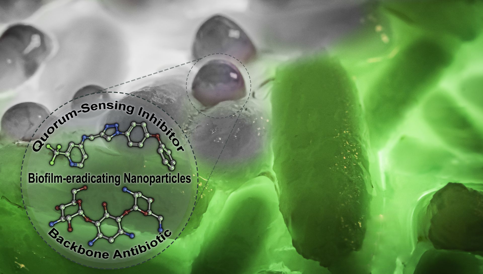 Dual-loaded nanoparticles carrying a quorum sensing inhibitor (QSI) and standard-of-care antibiotic tobramycin eradicate Pseudomonas aeruginosa biofilms. The QSI specifically disrupts the regulation of pathogenicity-determining traits and thereby potentiates antibiotic efficiency against this otherwise recalcitrant bacterium.