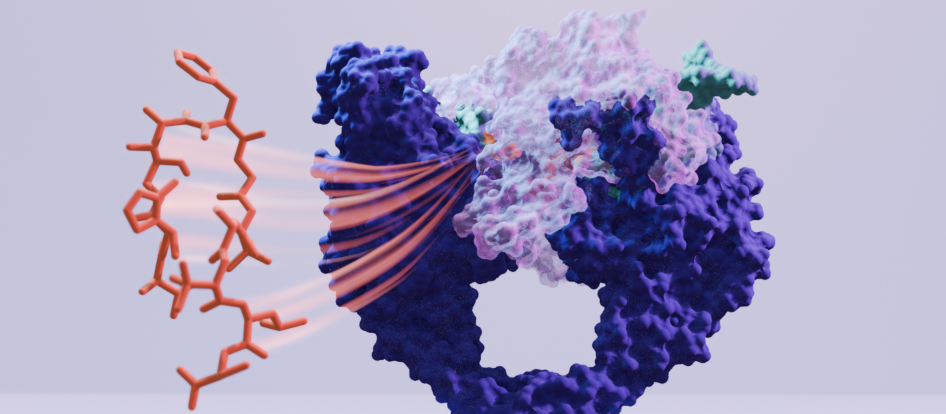 Visual representation of corramycin binding to DNA gyrase