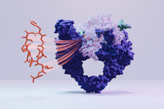Visual representation of corramycin binding to DNA gyrase