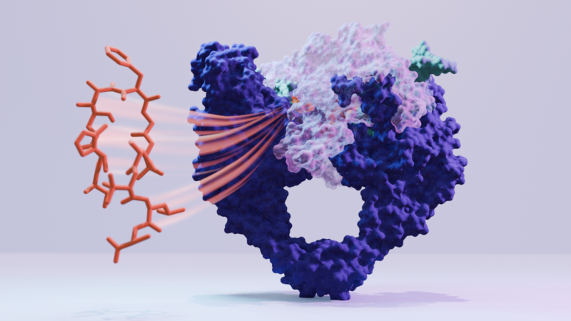 Visual representation of corramycin binding to DNA gyrase