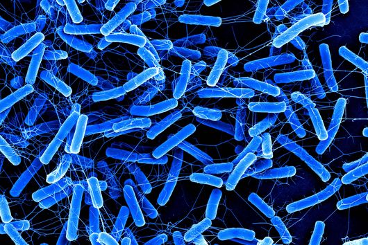 blue stick-shaped bacteria