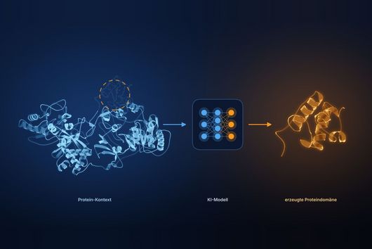 Schematische Grafik auf dunkelblauem Hintergrund, die den KI-gestützten Proteindesign-Prozess von links nach rechts zeigt. Links ist ein blau leuchtender Proteinkomplex aus Bändern und Helices zu sehen, in dem eine Region mit einer gestrichelten orangefarbenen Linie markiert ist. Der Pfeil führt zu einem Kasten mit einem Symbol für ein neuronales Netz aus blauen und orangefarbenen Knoten. Ein weiterer Pfeil führt zu einer goldfarbenen, neu erzeugten Proteindomäne aus Helices und Schleifen. Darunter stehen die Beschriftungen „Protein-Kontext“, „KI-Modell“ und „erzeugte Proteindomäne“. Bild KI-bearbeitet.