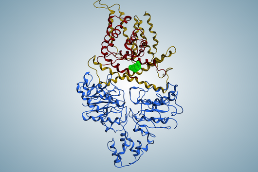 Dreidimensionale Struktur des Transportproteins ECF-T.