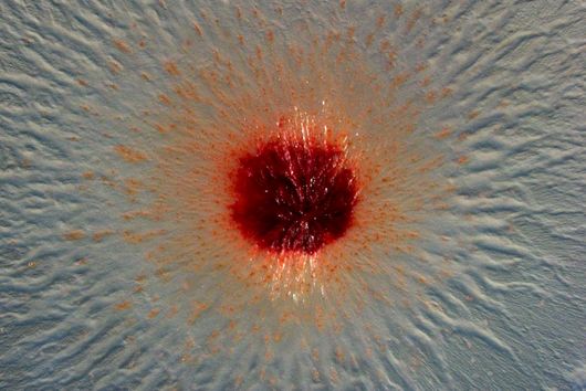 Mikroskopische Aufnahme einer Kolonie von Pendulispora rubella 