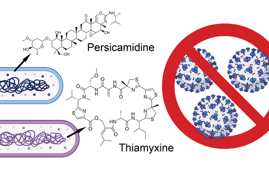 Chemische Strukturen der antiviralen Naturstoffe Persicamidine und Thiamyxine. ©HIPS
